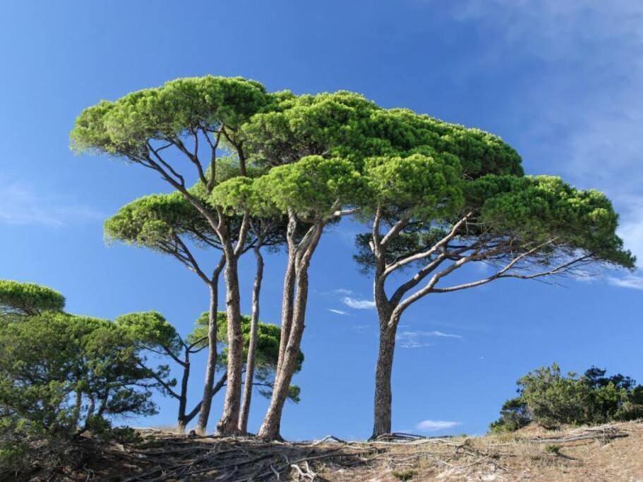 Le Petit Cote Ouest - Appt Dans Les Pins Pres De La Plage Les Sables-dʼOlonne Εξωτερικό φωτογραφία